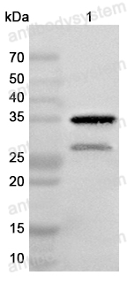 Anti-Monkeypox virus/MPXV A26L Polyclonal Antibody